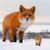 Fil Filtov