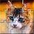 Puzzle apps
