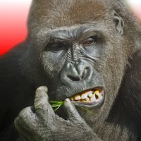 Flying Gorilla: Endless Runner