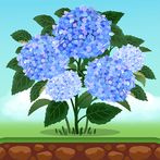 Pocket Garden