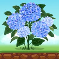 Pocket Garden