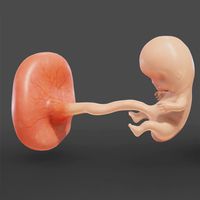 Fetus Arcade