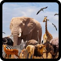 QUIZ:ANIMAL NAMES